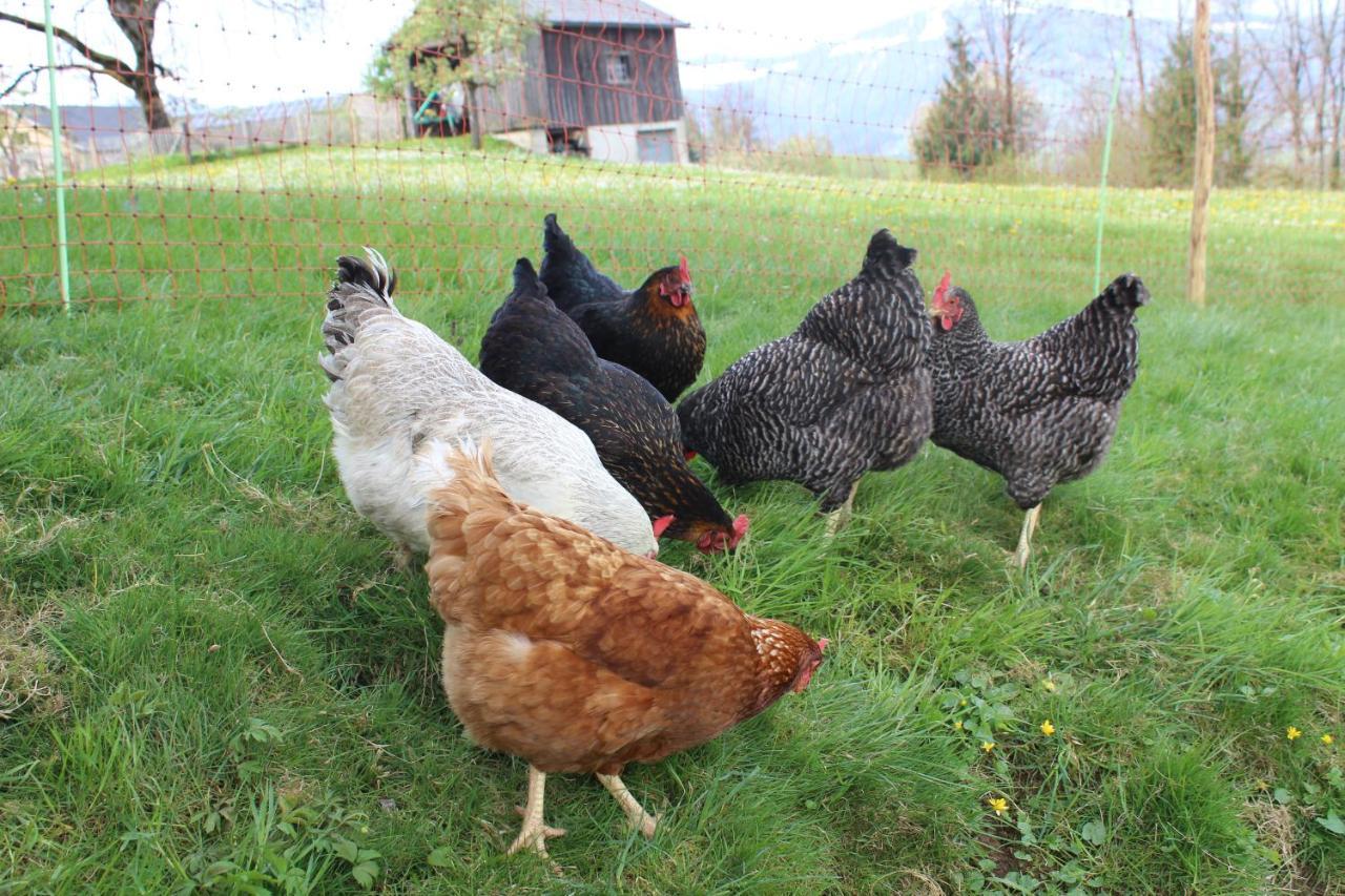 Bauernhof Hammerer Egg Extérieur photo